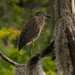 Juvenile Yellow-Crowned Night-Heron!! by rickster549