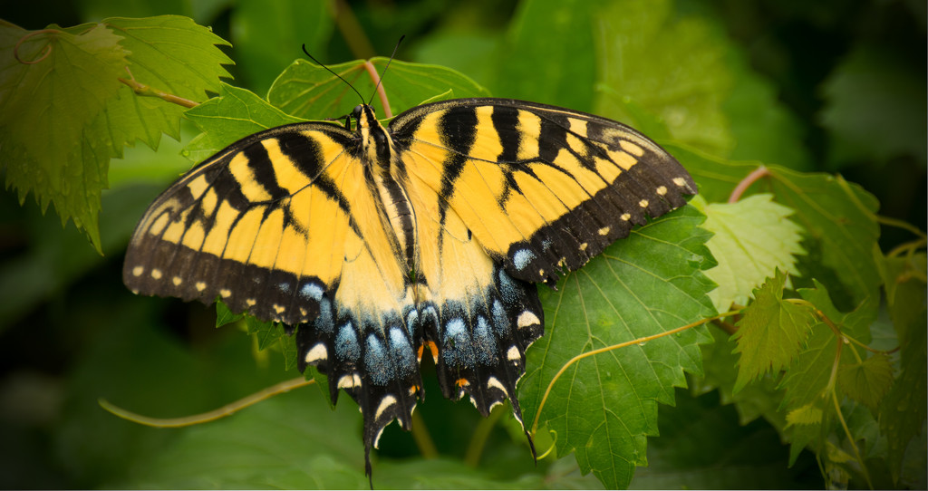 Eastern Tiger Swallowtail Butterfly!! by rickster549