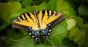 9th Jul 2017 - Eastern Tiger Swallowtail Butterfly!!