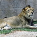 Lion Relaxing by randy23