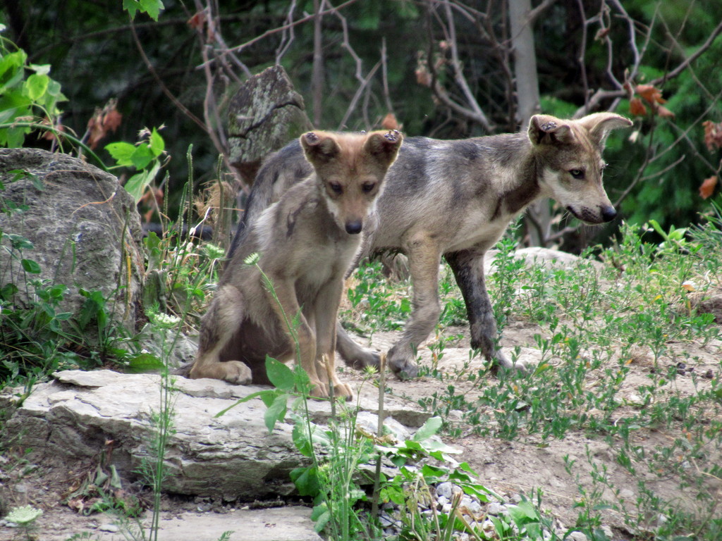 Wolf Pups by randy23