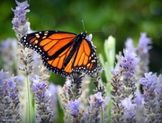 10th Jul 2017 - Monarch and Lavender