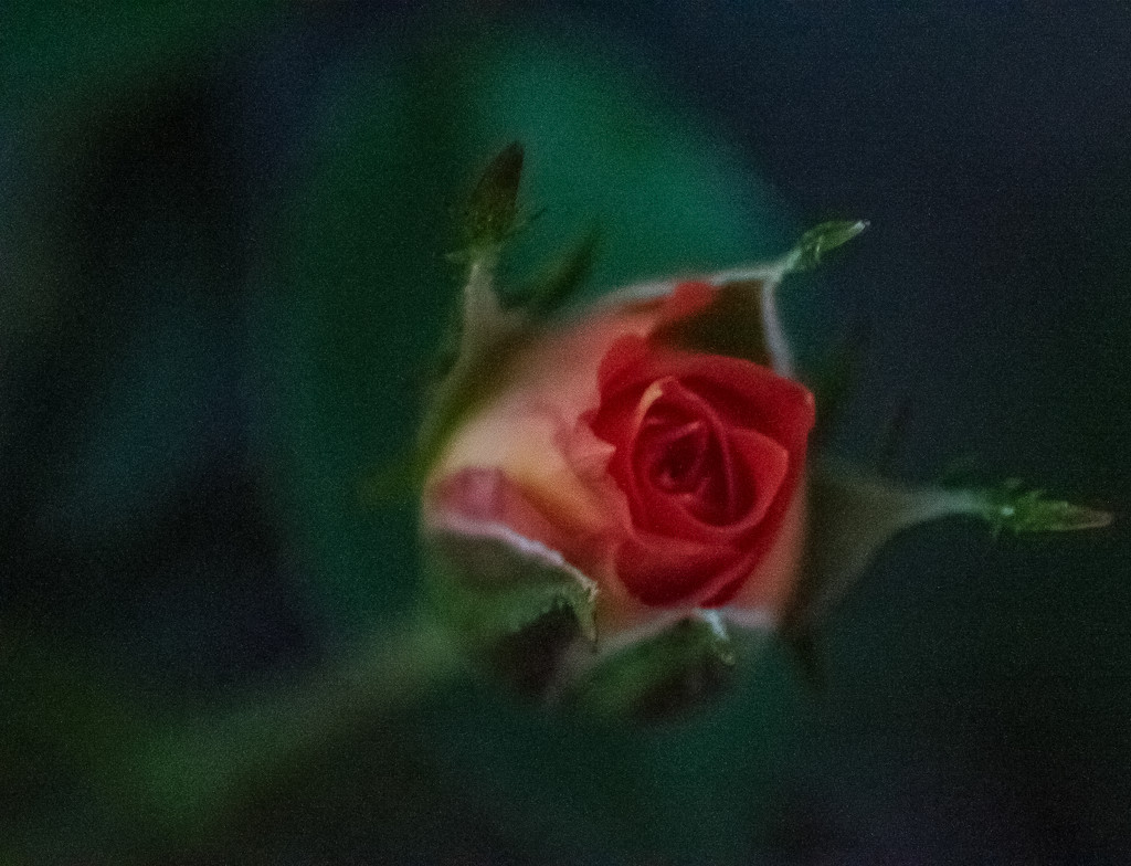 Mother's Rose by 365karly1