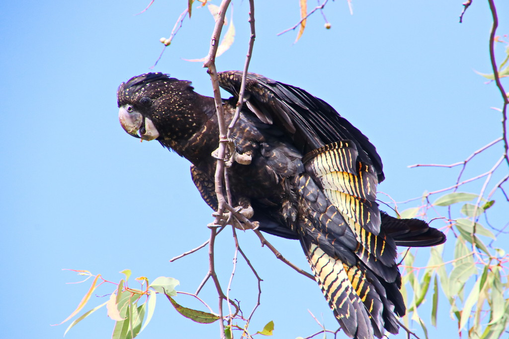 Red Tailed Black Cockatoo by terryliv