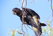 10th Jul 2017 - Red Tailed Black Cockatoo