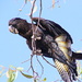 Red Tailed Black Cockatoo by terryliv