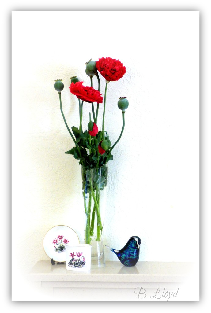 A vase of Poppies  by beryl
