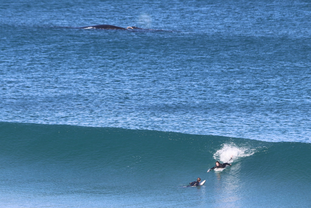 Surfing with whales by gilbertwood