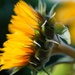 sunflowers in a vase by quietpurplehaze