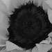 Low key sunflower? by 365anne