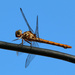 Same dragonfly by ingrid01