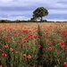 poppies by shepherdmanswife