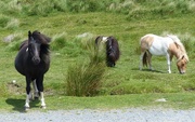 10th Jul 2017 - Dartmoor Ponies