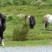 Dartmoor Ponies by foxes37