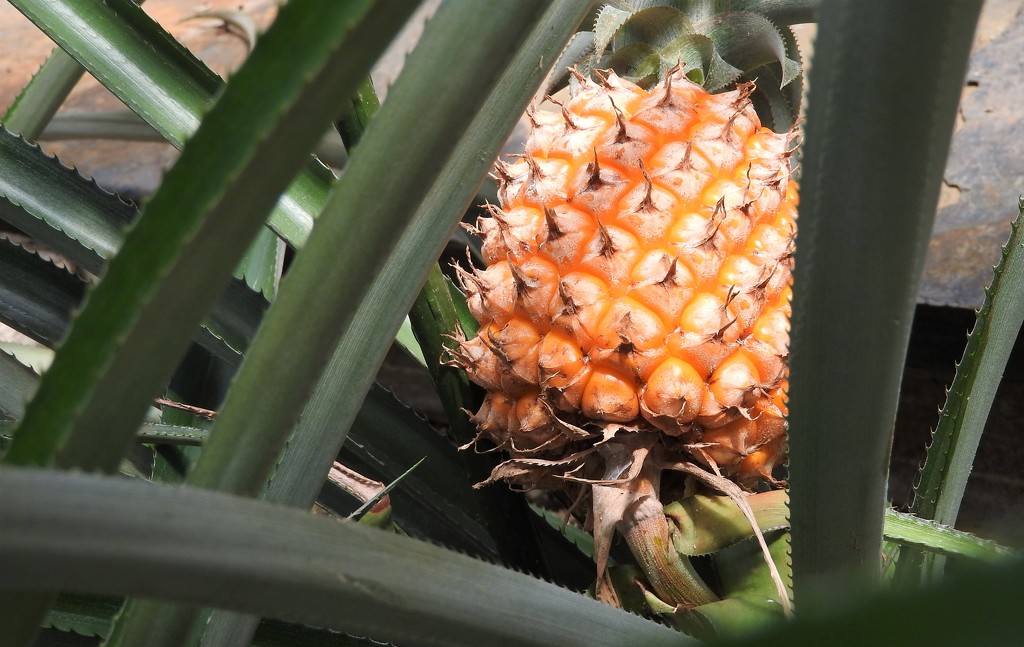 DSCN2501 pineapple plant by marijbar