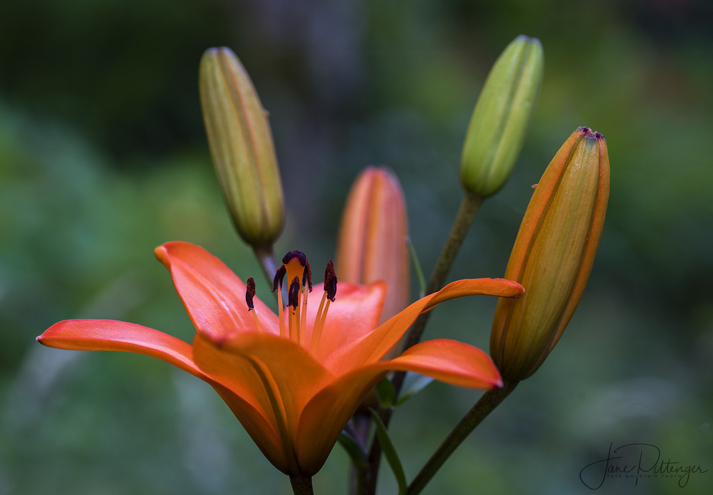 Lilies At Twilight by jgpittenger