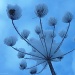 Snow ball flower by miranda