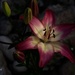 Asiatic Lily  by radiogirl