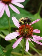 10th Jul 2017 - Bee and a coneflower