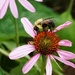 Bee and a coneflower by tunia