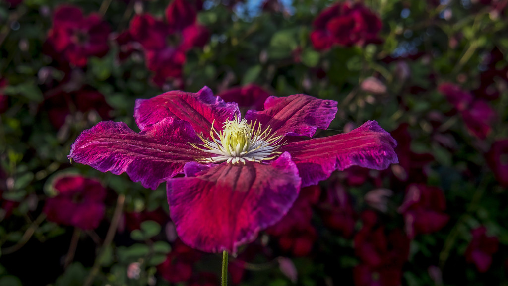 Clematis  by tonygig