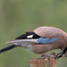Jay concentrating on Snail!! by padlock
