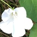 Bindweed Flower by cataylor41