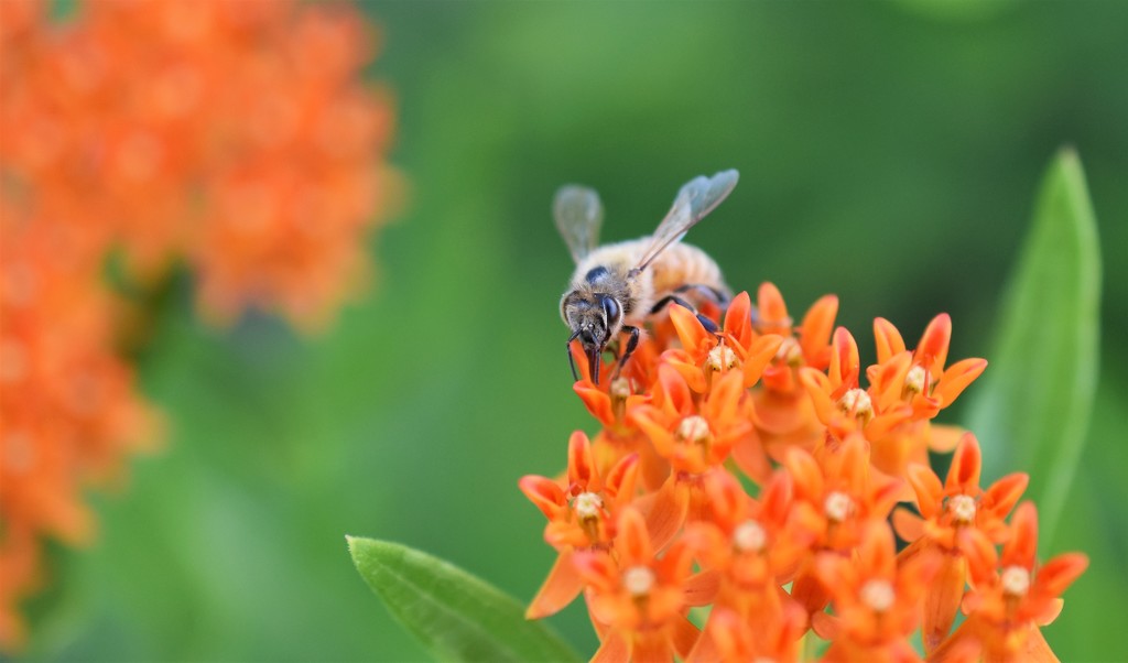 Busy bee by caitnessa