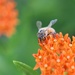 Busy bee by caitnessa