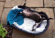 9th Jul 2017 - How to stay cool in 25C Whippet Style