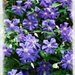 Wall of Flowers by gardencat