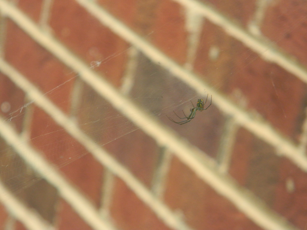 Spider in Web Closeup by sfeldphotos