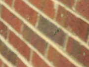 10th Jul 2017 - Spider in Web Closeup