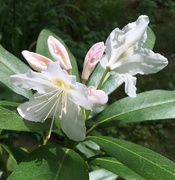 10th Jul 2017 - late blooming rhododendron 