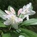 late blooming rhododendron  by wiesnerbeth