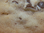 5th Jan 2013 - Chocolate Chip Cookie 