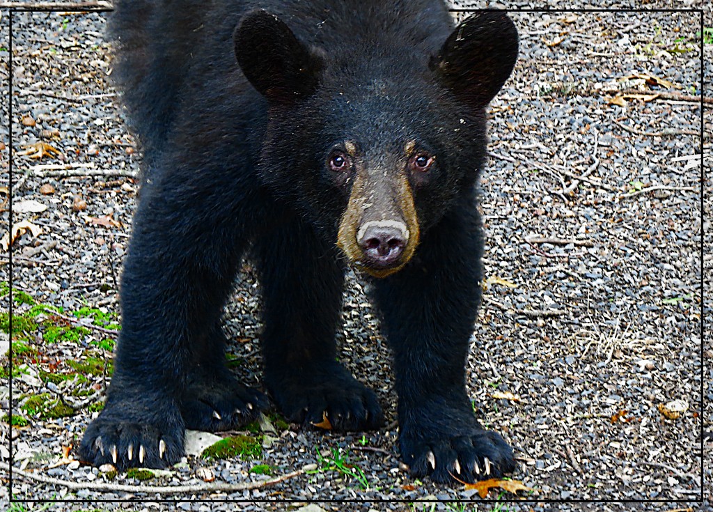 Black Bear by olivetreeann