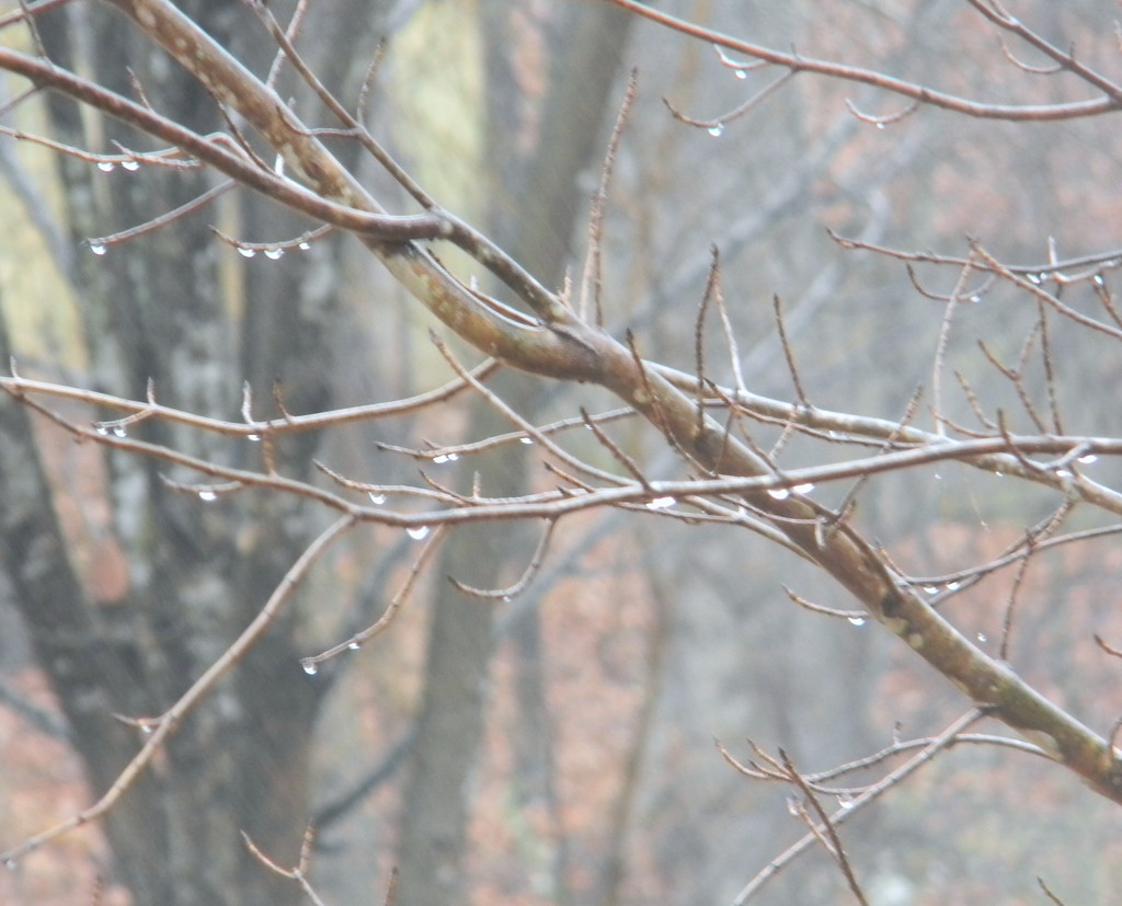 Raindrops on Branches  by sfeldphotos