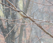 11th Jan 2013 - Raindrops on Branches 
