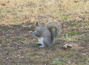 16th Jan 2013 - Squirrel 