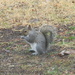 Squirrel  by sfeldphotos