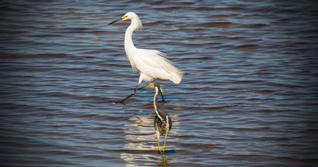 Snowy Egret and Tricolored Heron! by rickster549