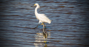 10th Jul 2017 - Snowy Egret and Tricolored Heron!