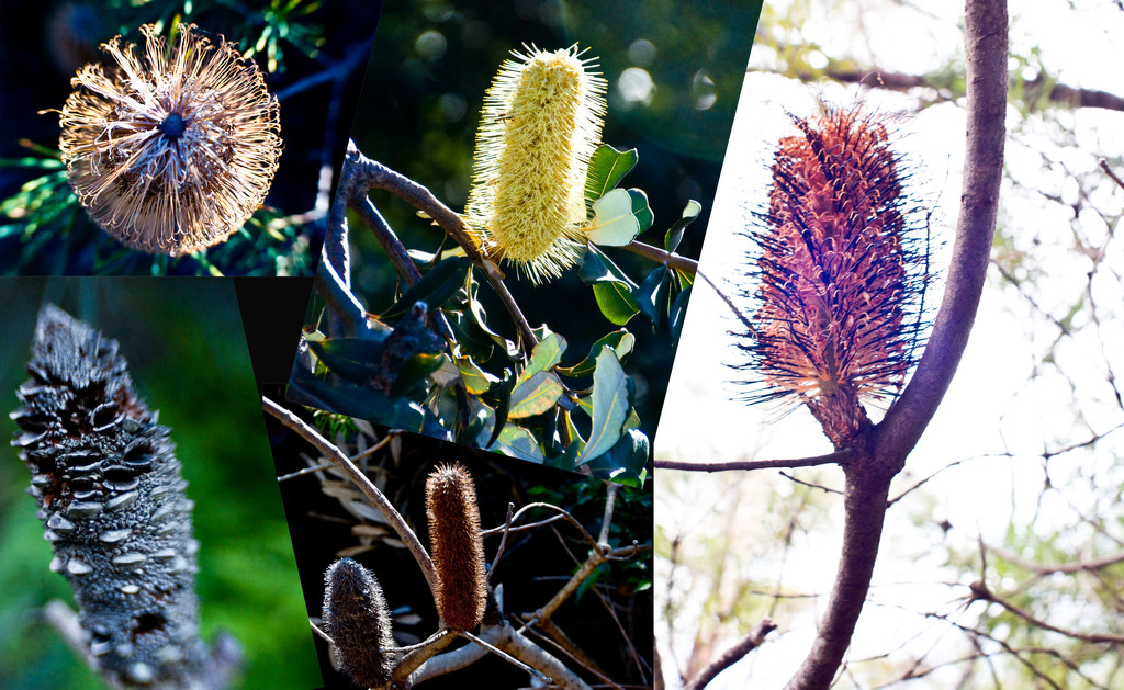 Banksia by annied