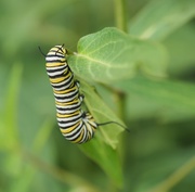 7th Jul 2017 - Monarch Caterpillar