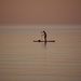 Lone Paddleboarder by selkie