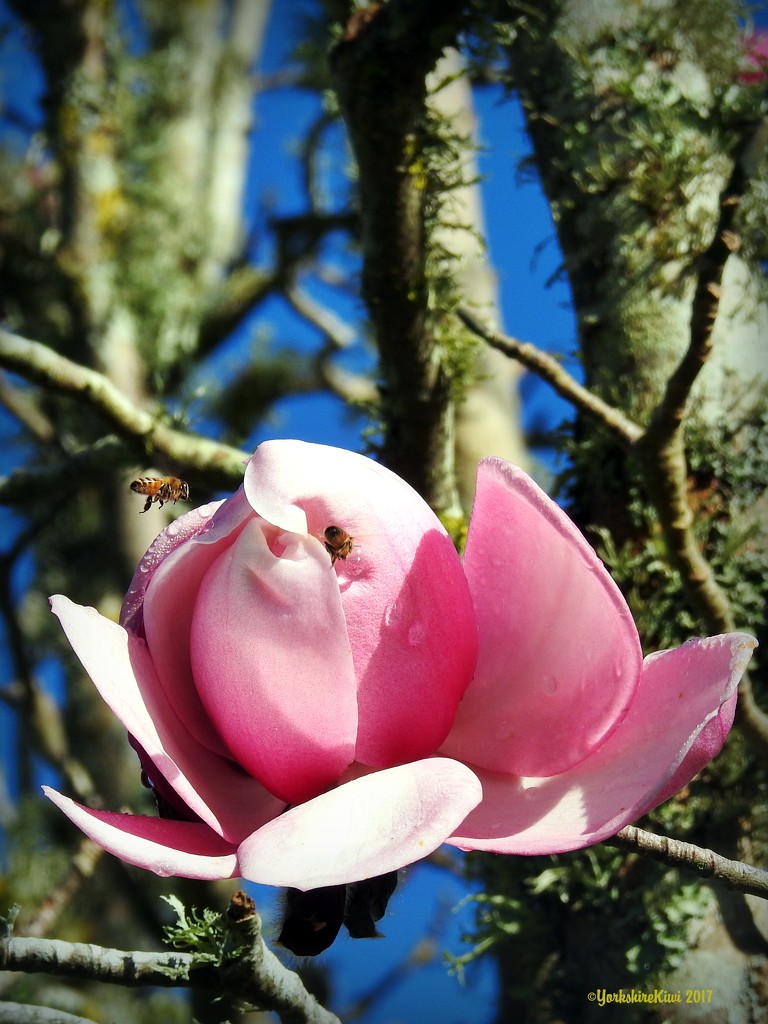 Buzzing Planet Magnolia by yorkshirekiwi