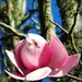 Buzzing Planet Magnolia by yorkshirekiwi
