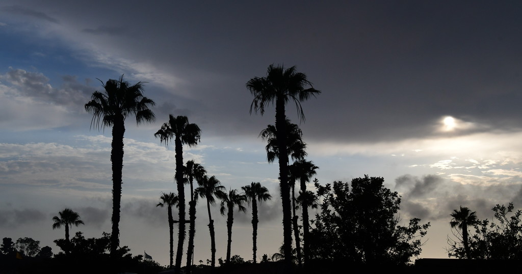 Palm Trees of Newport Beach by kareenking