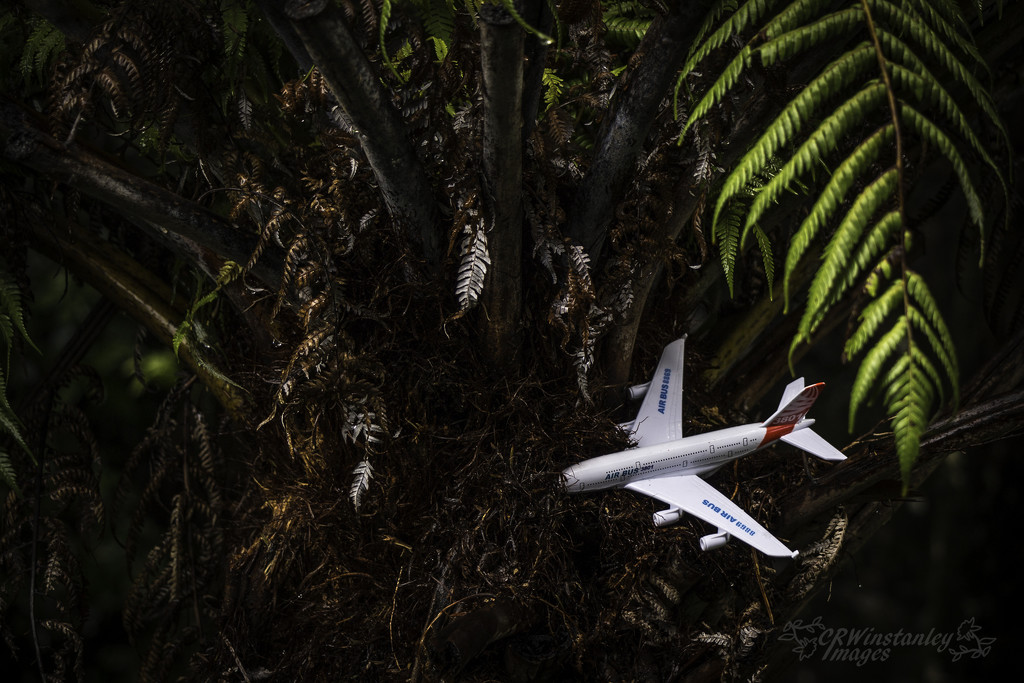 Day 191 Plane in a Ponga Tree by kipper1951